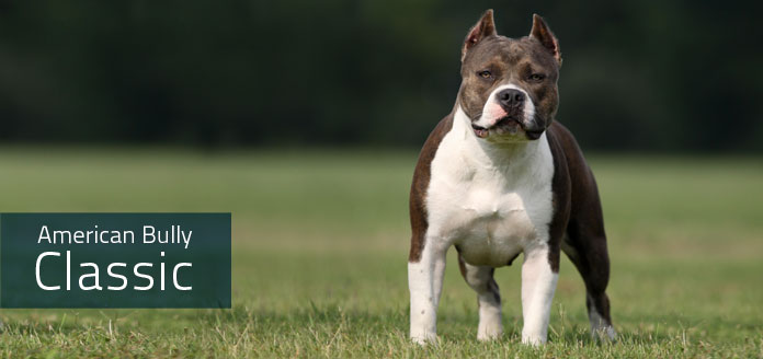 american bully classic - canil imperio alfa