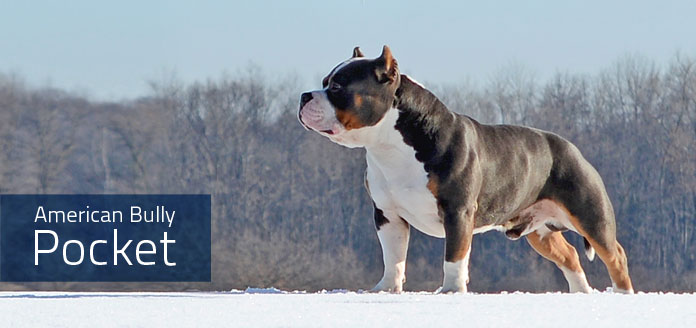 american bully pocket - canil imperio alfa