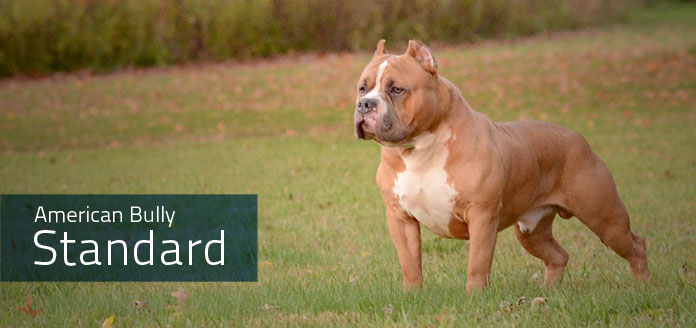 american bully standard - canil imperio alfa