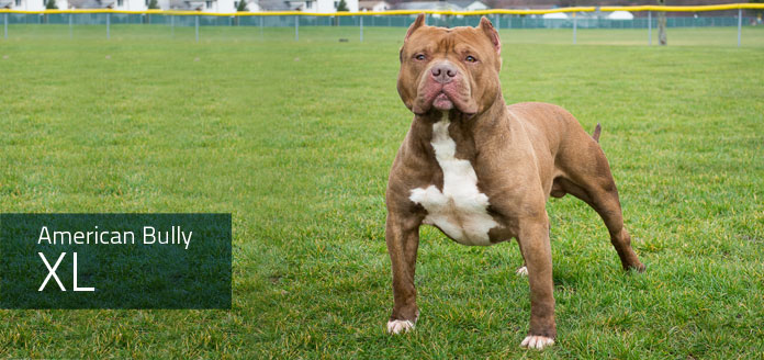 american bully xl - imperio alfa canil