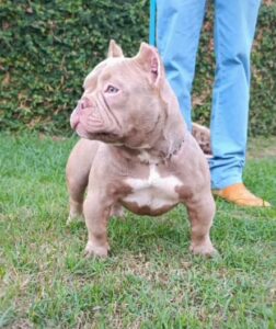 filhote american bully micro